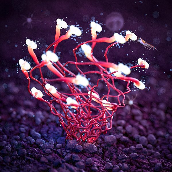 Študija organizma 2